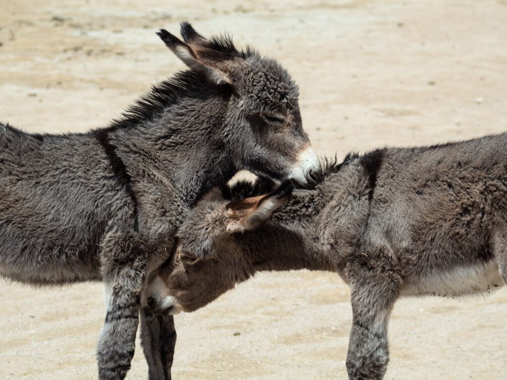 2 Donkey-Jeep-Land-Rover-Treasure-Safari-Hilde-Paphos-Cyprus-Troodos