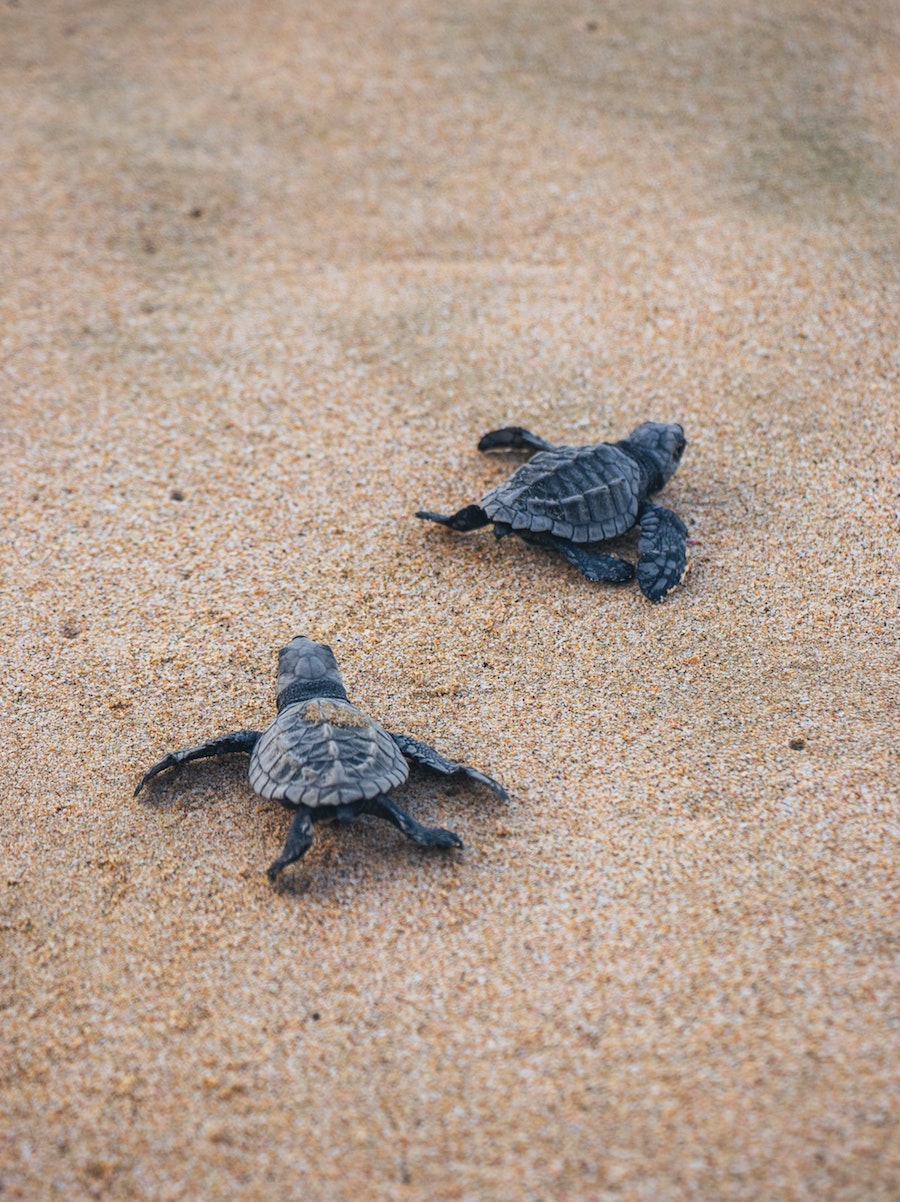 5 Turtle-Land-Rover-Treasure-Safari-Paphos-Cyprus-Jeep-Akamas