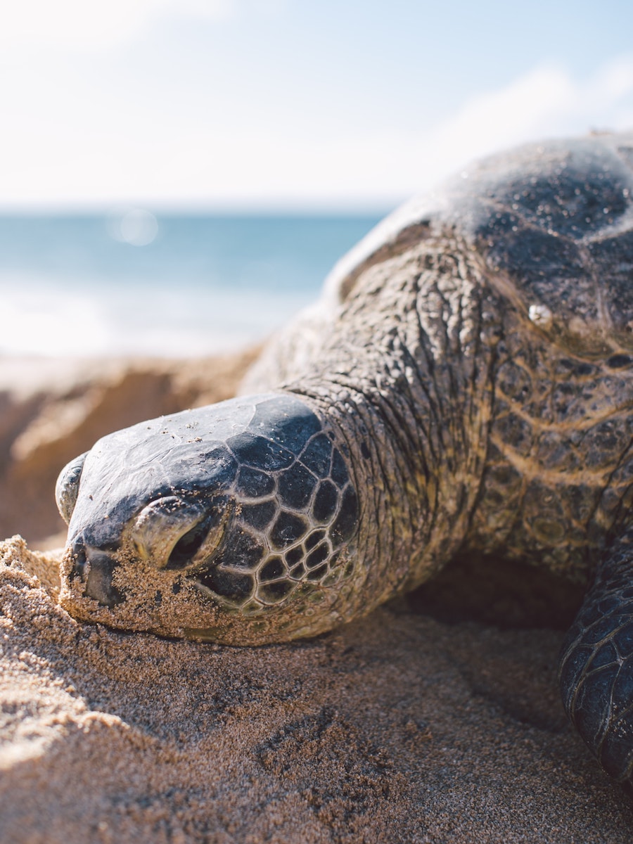 6 Land-Rover-Treasure-Safari-Paphos-Cyprus-Jeep-Akamas-Turtle