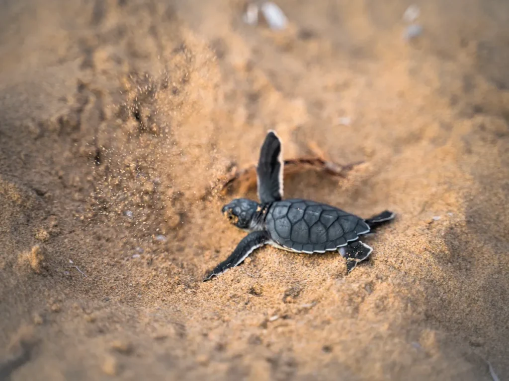 11-Land-Rover-Treasure-Safari-Paphos-Cyprus-Jeep-Akamas-Lara-Turtle-Bay