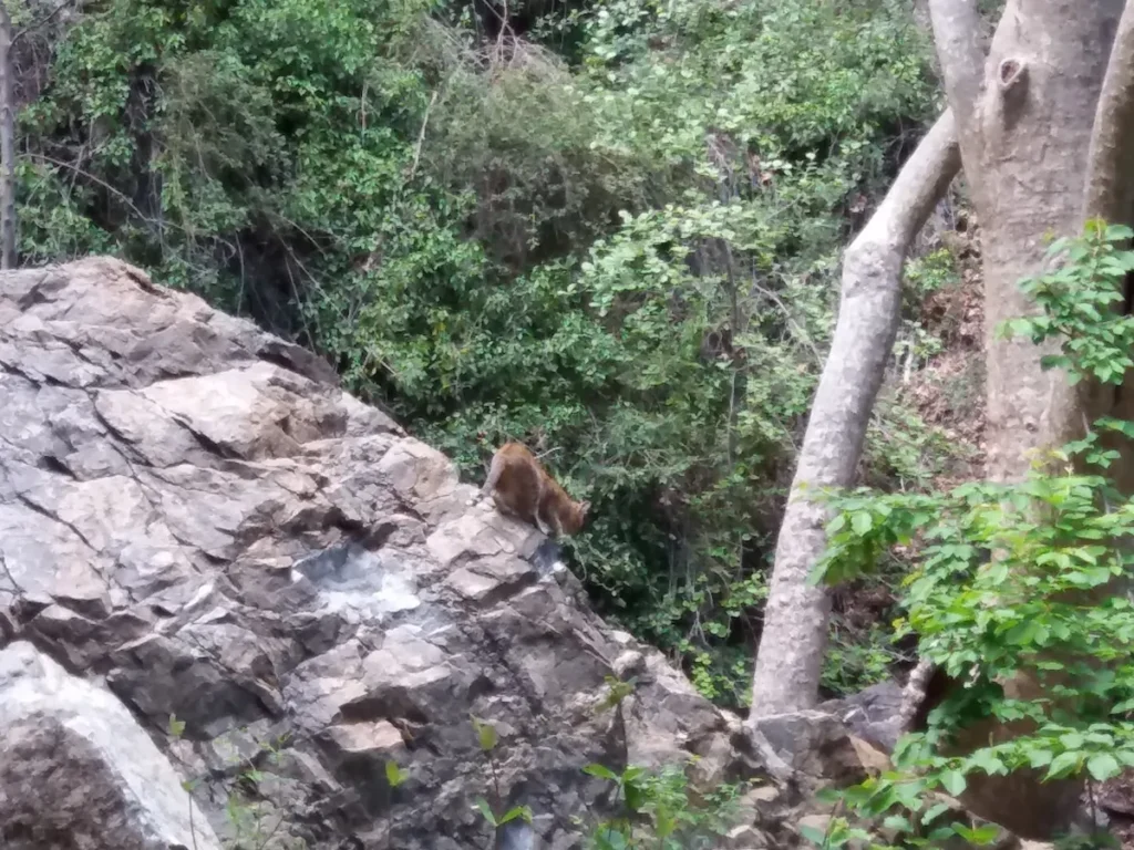 11-Mountain-Lion-Troodos-Land-Rover-Treasure-Jeep-Safari-Paphos-