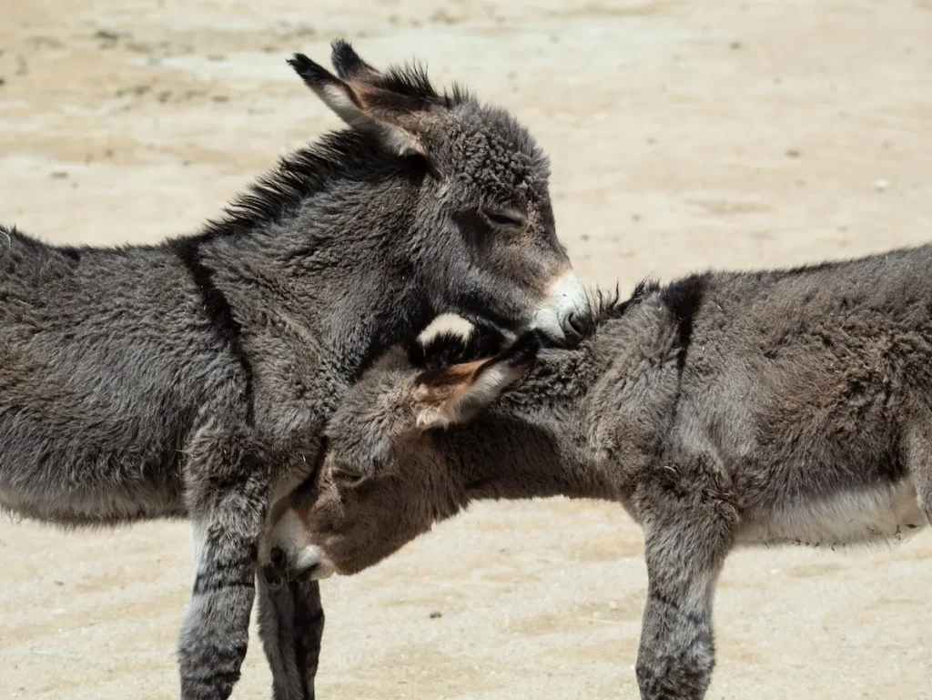2-Donkey-Jeep-Land-Rover-Treasure-Safari-Hilde-Paphos-Cyprus-Troodos