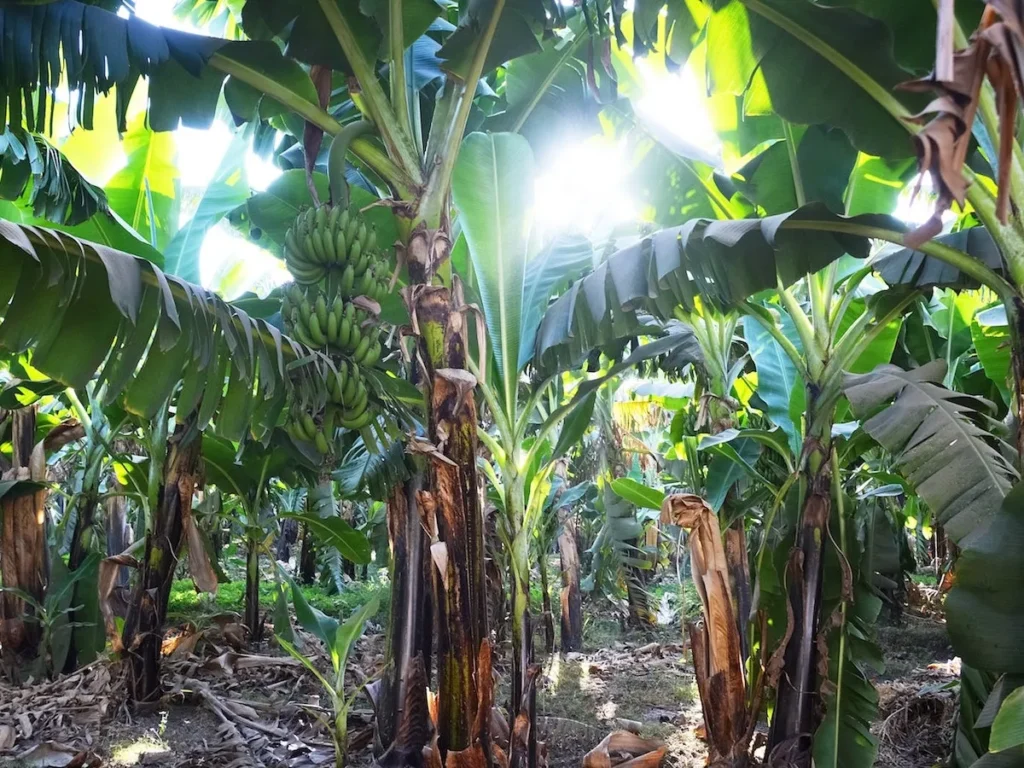 3-Land-Rover-Treasure-Safari-Paphos-Cyprus-Jeep-Akamas-banana-plantation