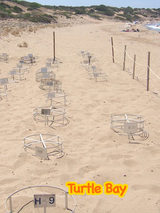 4-Land-Rover-Treasure-Safari-Paphos-Jeep-Cyprus-turtle-nest
