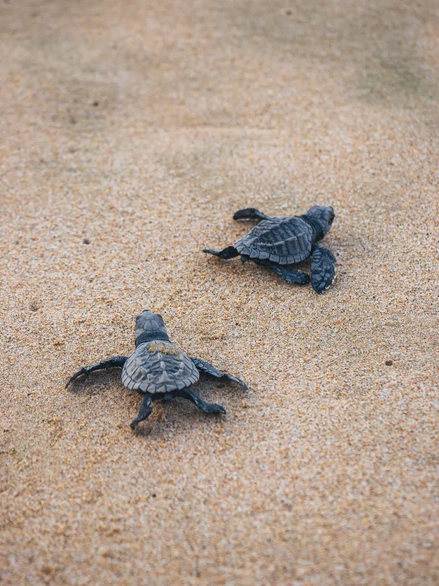 5-Turtle-Land-Rover-Treasure-Safari-Paphos-Cyprus-Jeep-Akamas